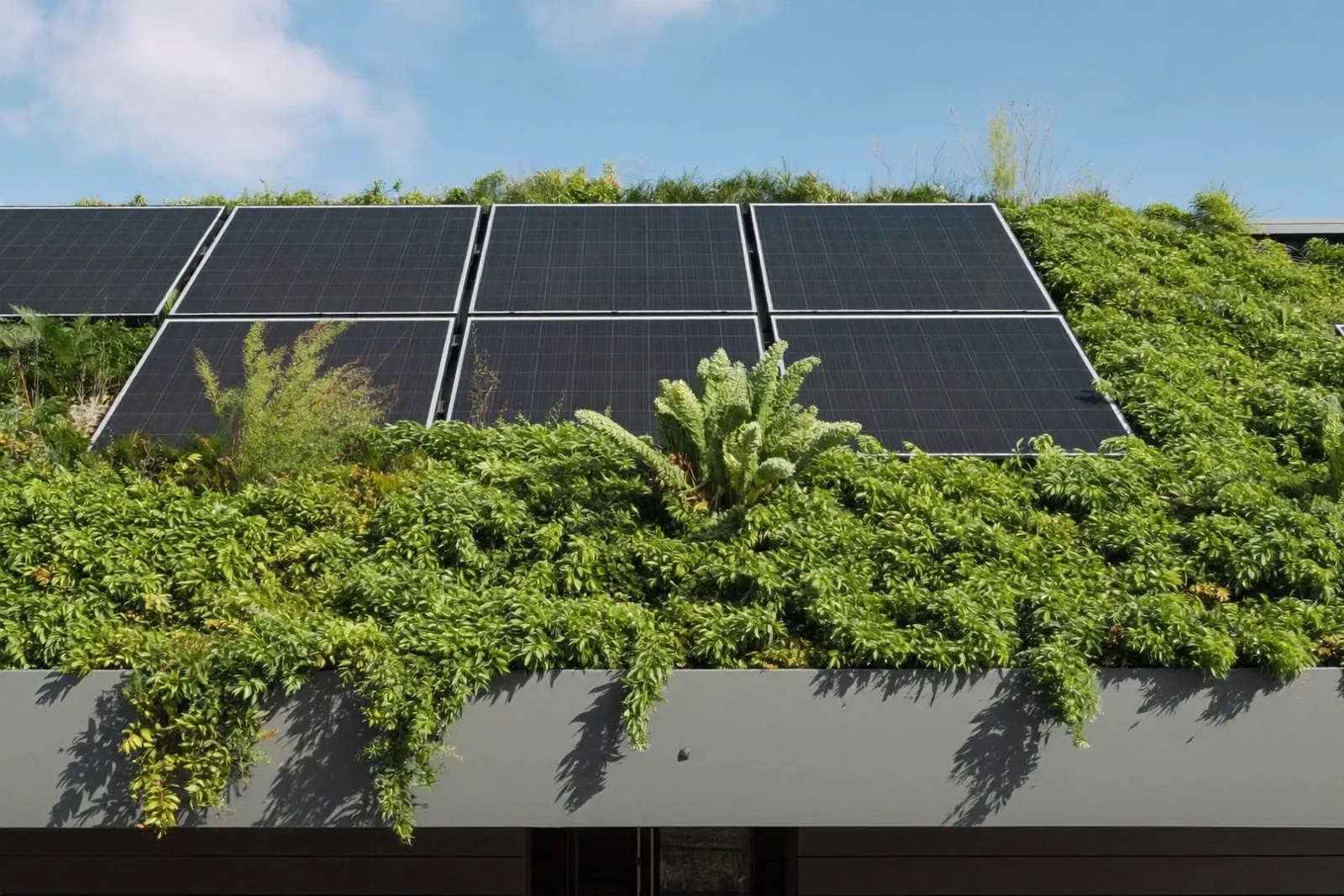 Begrüntes Flachdach mit Photovoltaikmodulen